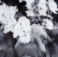 Wanddecoraties-COCO maison Flower Elephant Wanddecoratie Zwart, Grijs, Wit